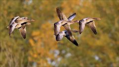 Flug der Wildgänse