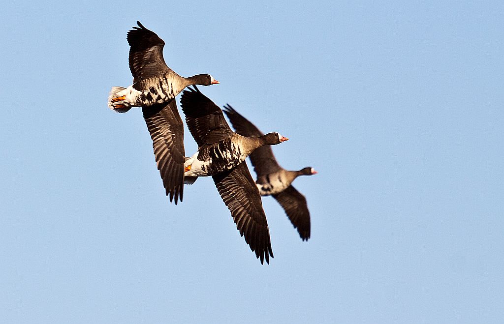 Flug der Wildgänse