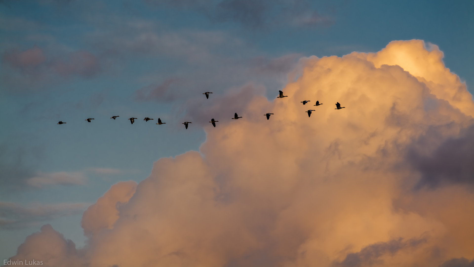 Flug der Wildgänse