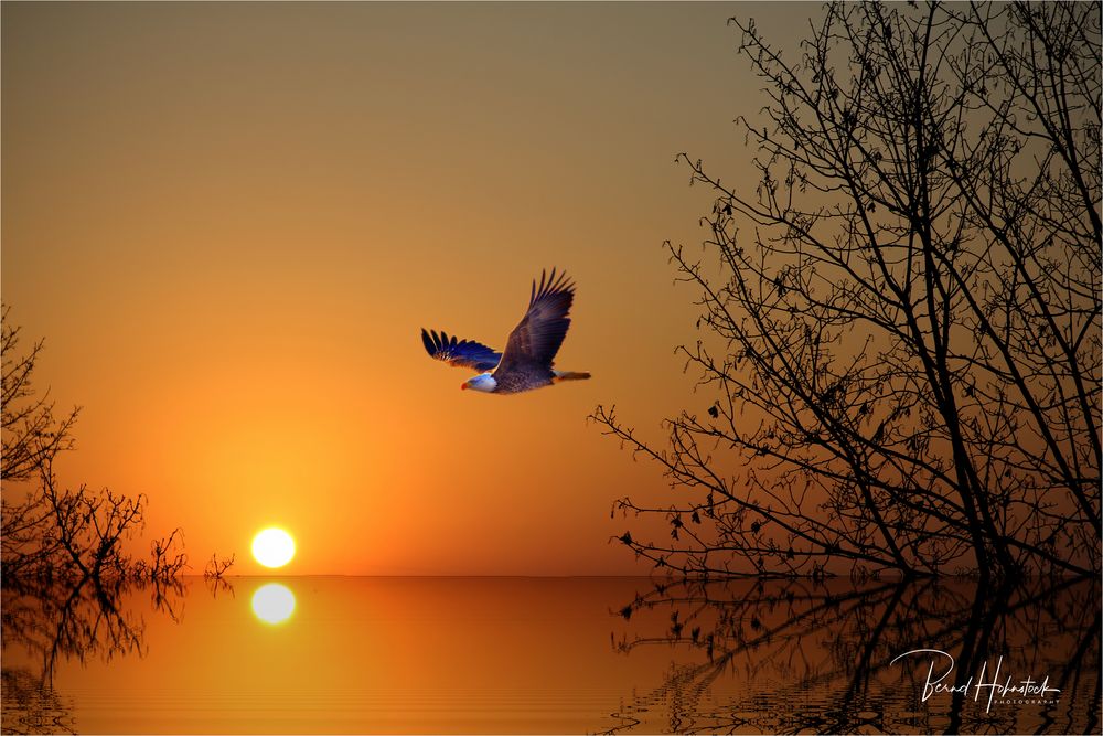 Flug des Adlers. Foto & Bild wasser, sonnenaufgang, natur Bilder