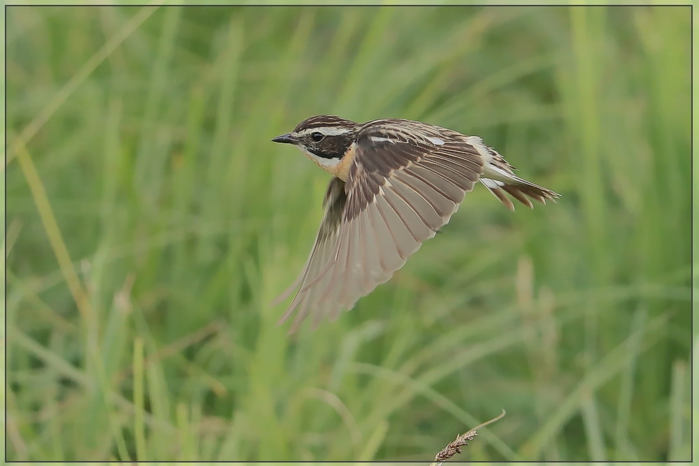 Flug des Braunkehlchens