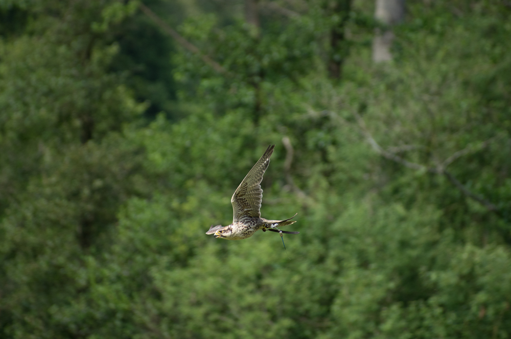 Flug des Falken