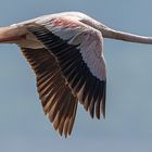 *** FLUG des FLAMINGOS ***