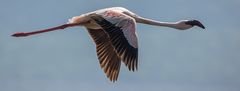 *** FLUG des FLAMINGOS ***