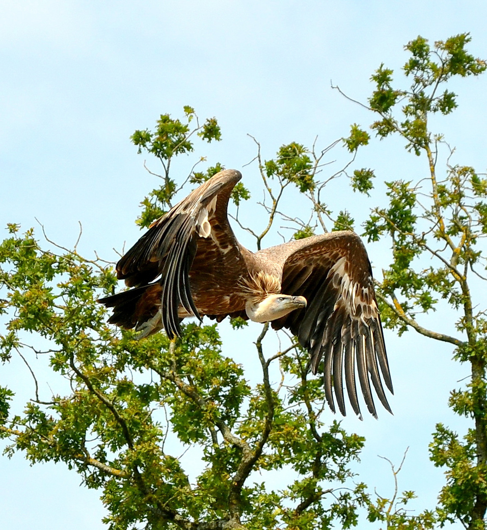 Flug des Geiers