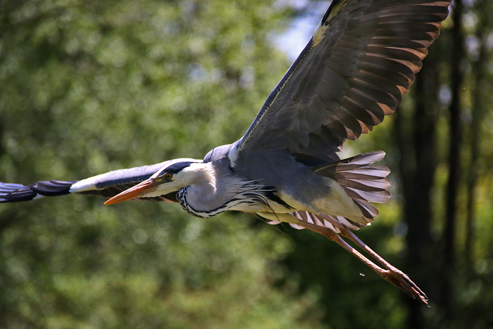 Flug des Graureihers