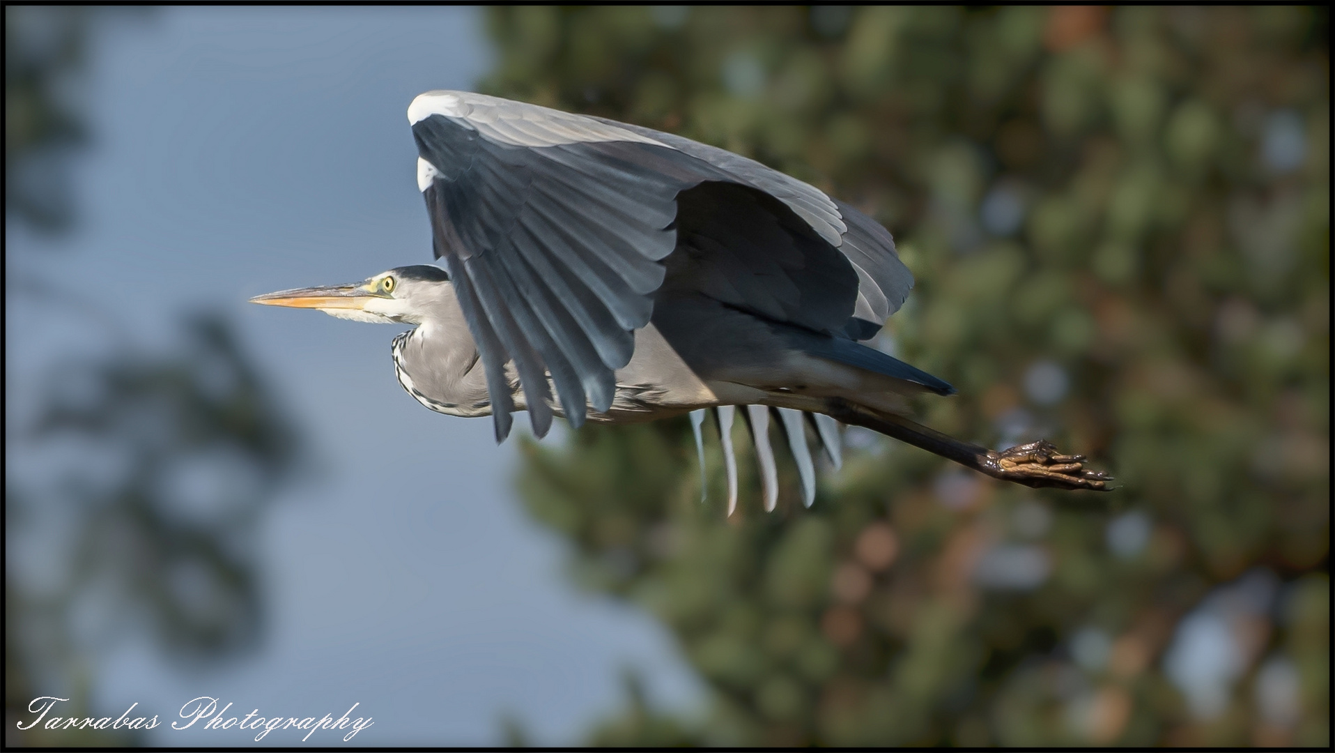 Flug des Graureihers