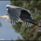 Flug des Graureihers