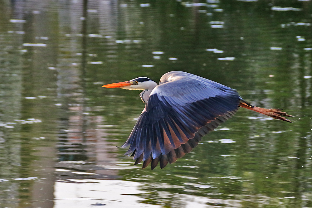 Flug des Graureihers im Gegenlicht