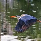 Flug des Graureihers im Gegenlicht