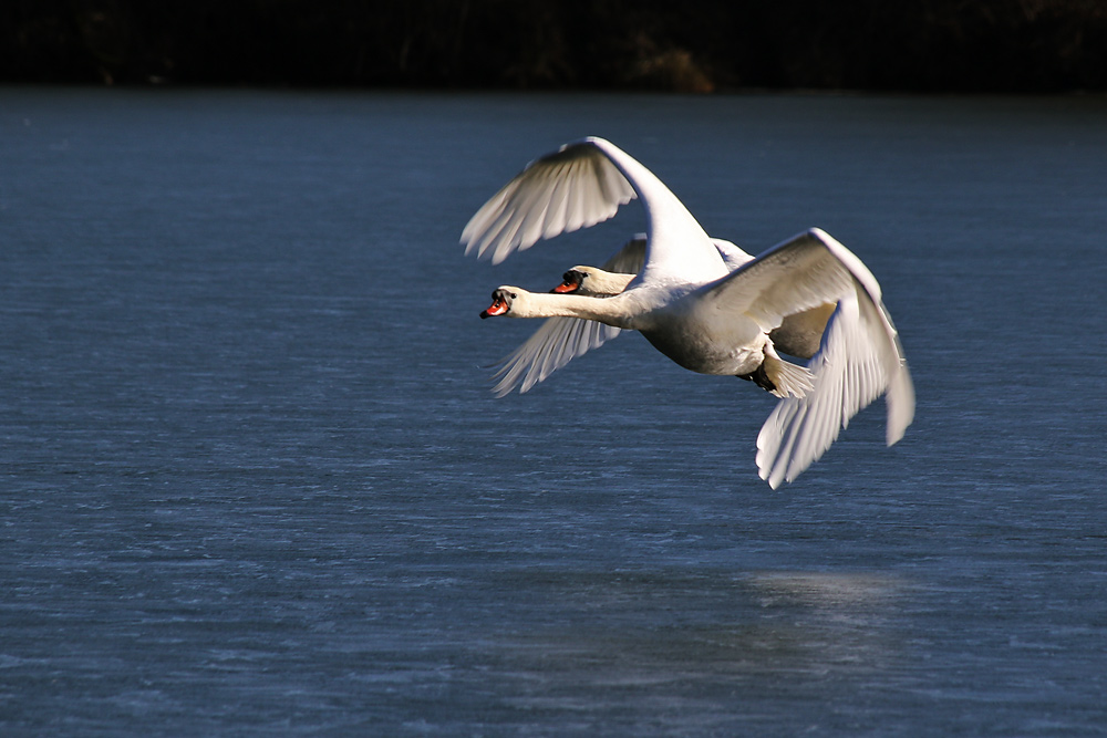 Flug des Höckerschwanpaares über der Eisfläche