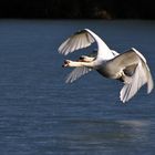 Flug des Höckerschwanpaares über der Eisfläche