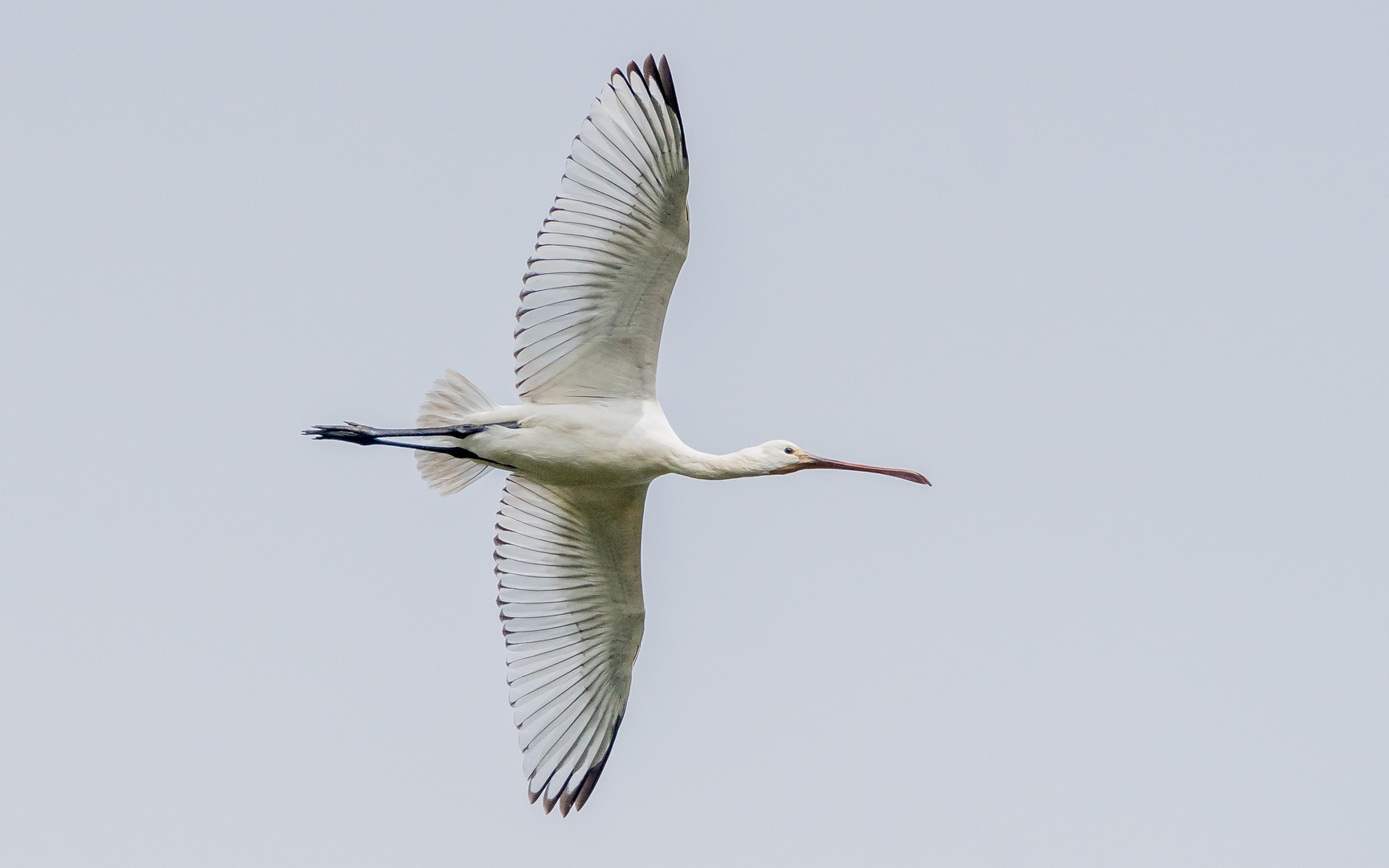 Flug des jungen Löffler