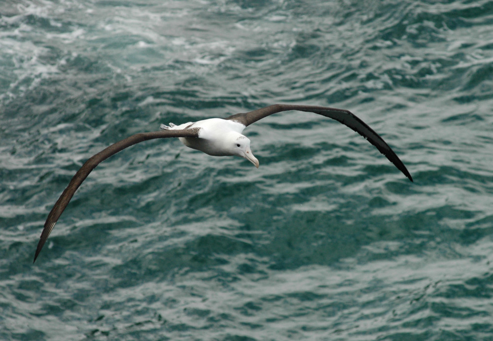 Flug des Königs