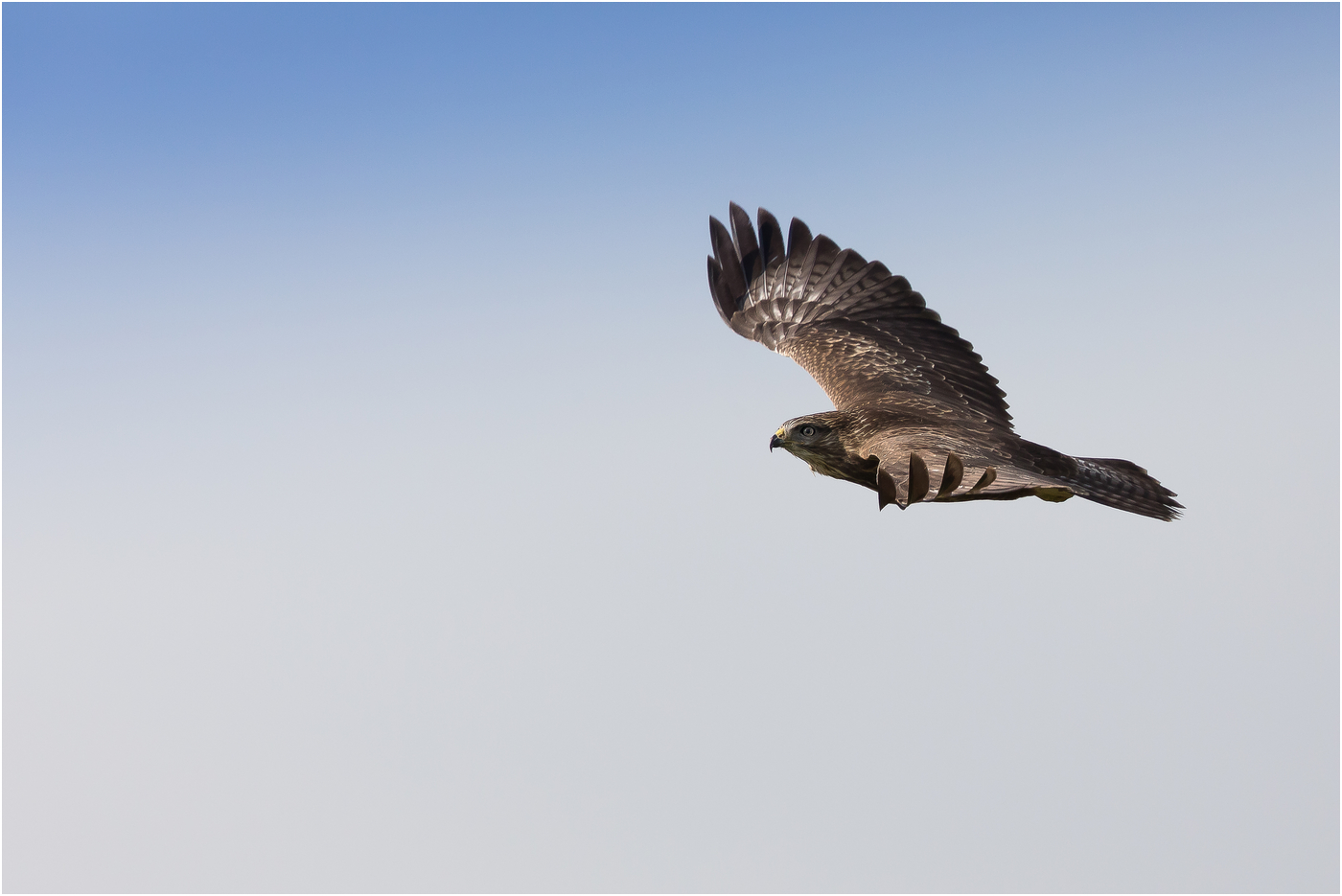 Flug des Mäusebussard