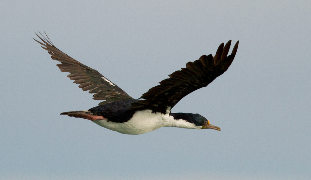 Flug des Phalacrocorax atriceps - Imperial cormorant