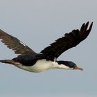 Flug des Phalacrocorax atriceps - Imperial cormorant