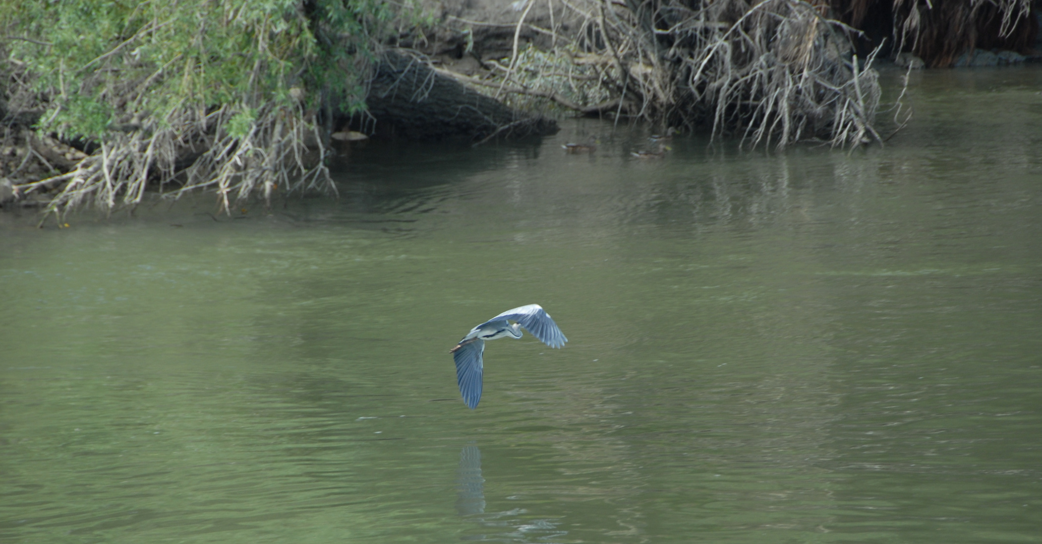 Flug des Reihers