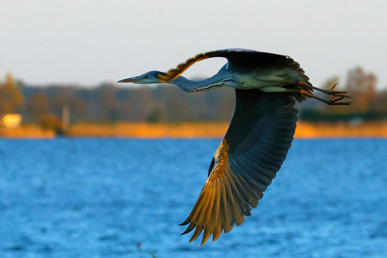 Flug des Reihers in der Abendsonne