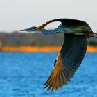 Flug des Reihers in der Abendsonne