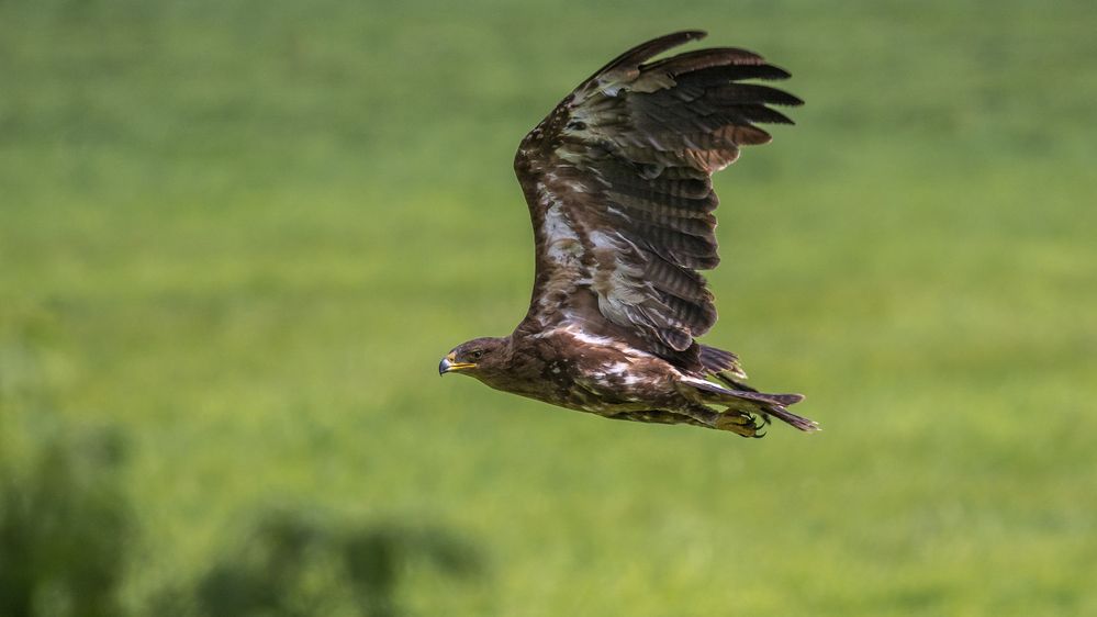 "Flug des Schreiadlers 2019"