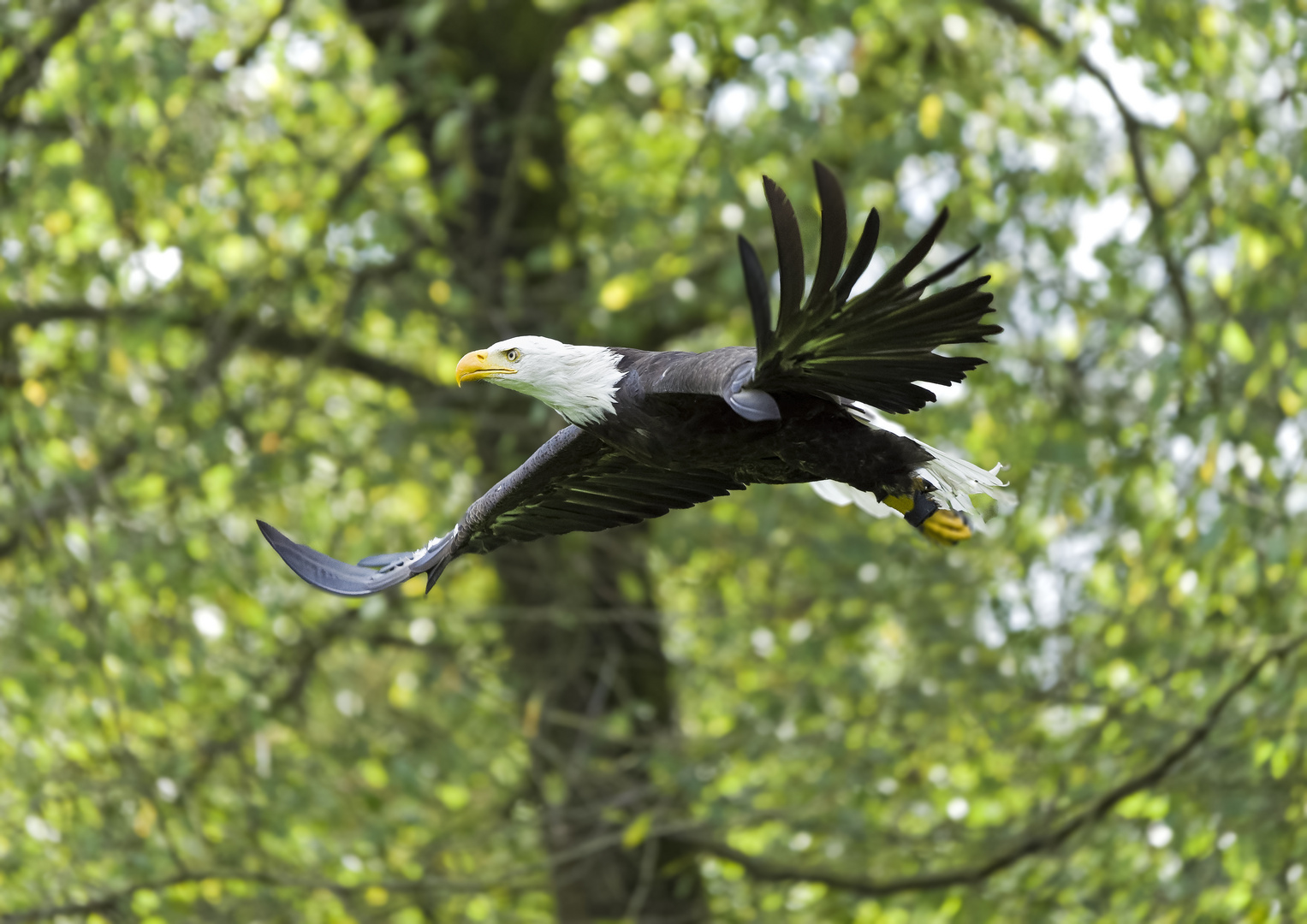 Flug des Seeadlers