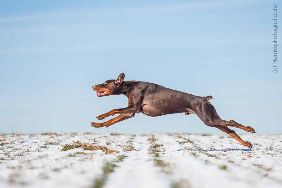 Flug Dobermann