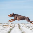 Flug Dobermann