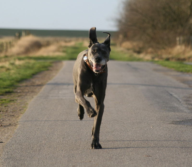 Flug-Dogge (Ida die Außerirdische)