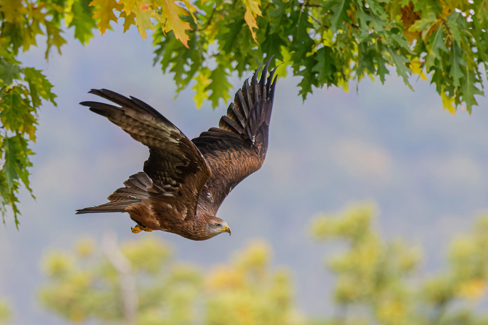 Flug durch den Herbstwald