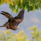 Flug durch den Herbstwald