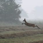 Flug durch den Morgennebel