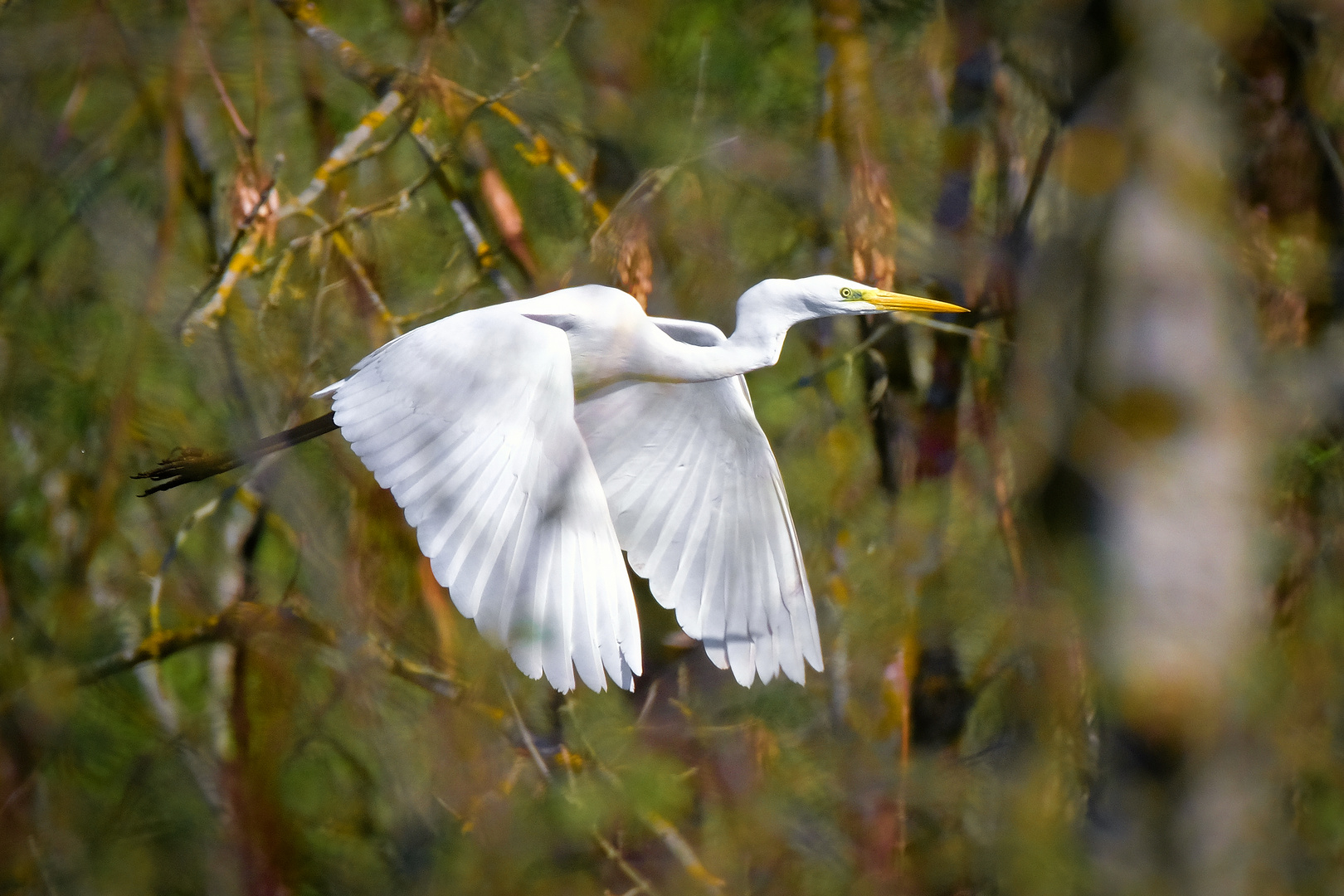 Flug durch den Wald - Silberreiher