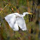 Flug durch den Wald - Silberreiher