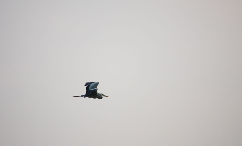 Flug durch die Abenddämmerung