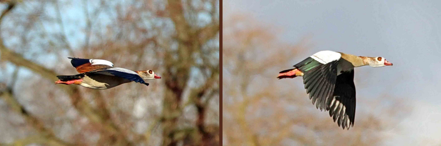 Flug durch die Lüfte