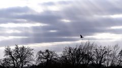 Flug durch Sonnenstrahlen