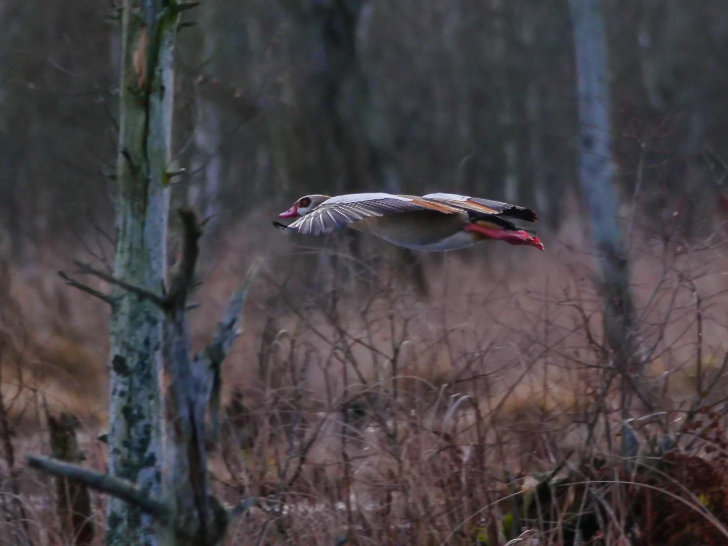 "Flug durch's Moor"