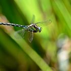 Flug eine Mosaikjungfer