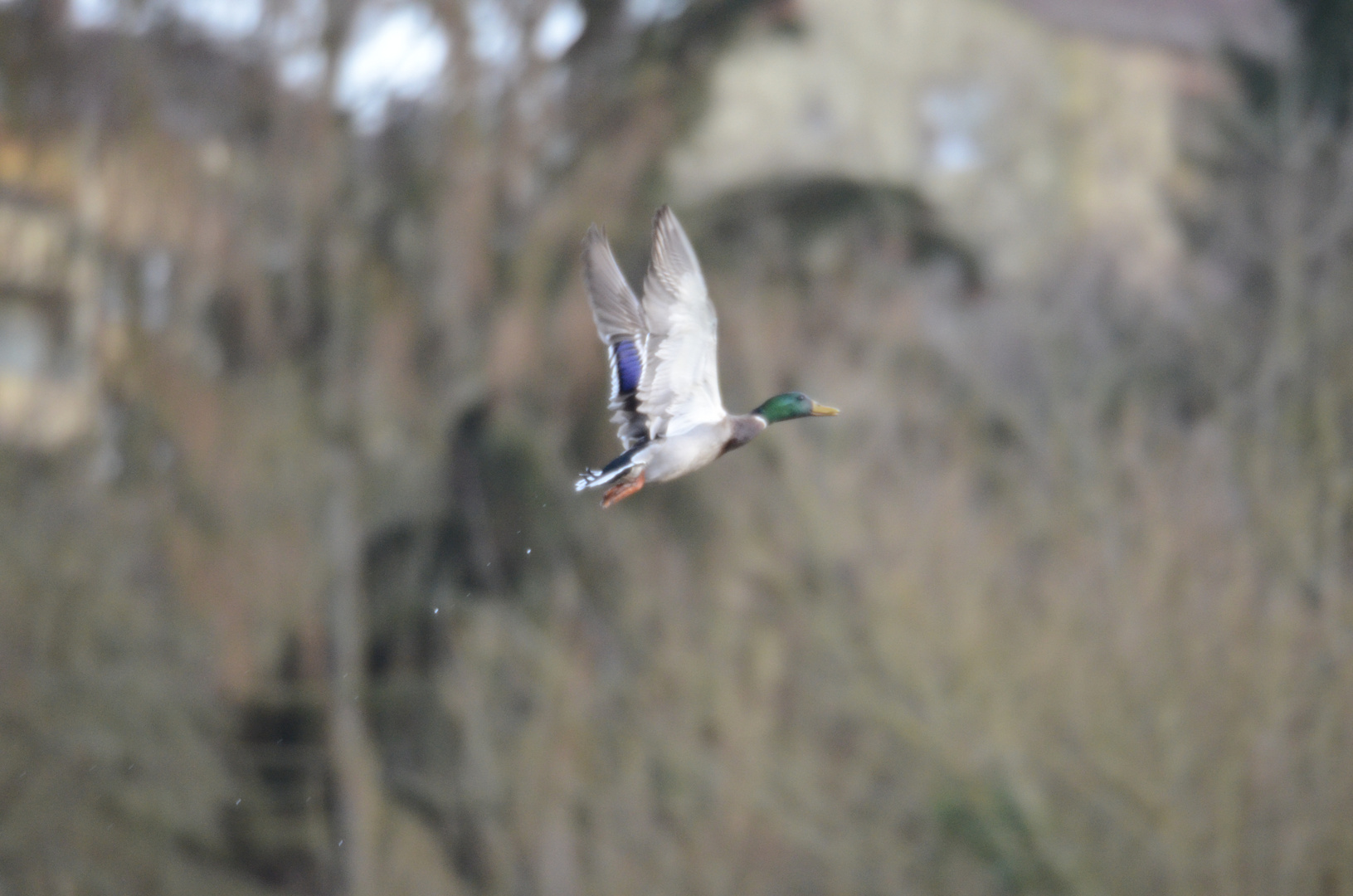 Flug einer Ente