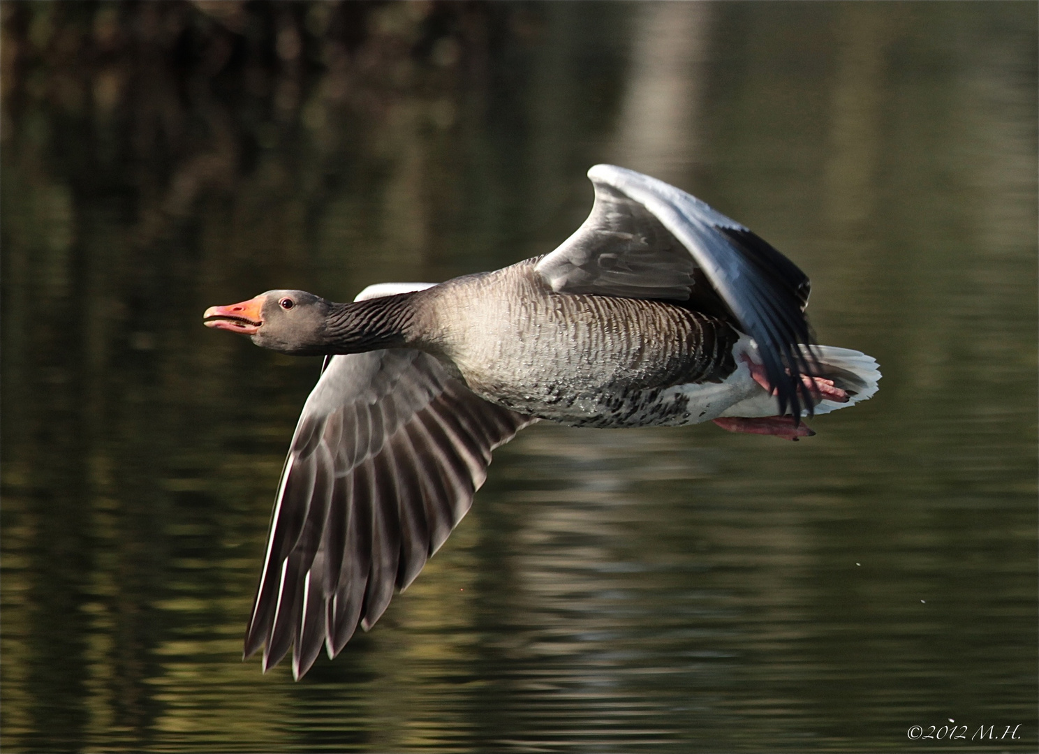 Flug einer Graugans