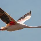 *** Flug eines Flamingos ***