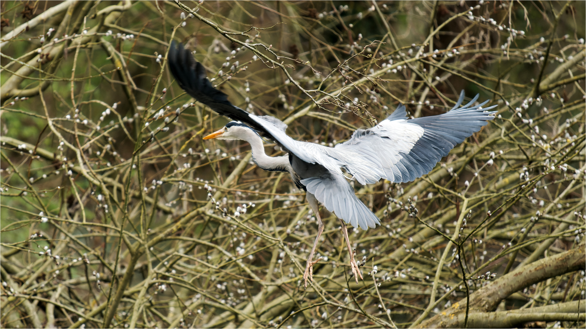 Flug entlang der Kätzchenweide  .....