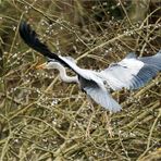 Flug entlang der Kätzchenweide  .....