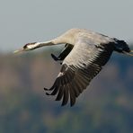 Flug...