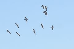 Flug Formation