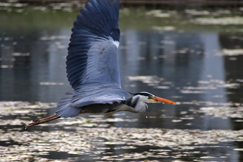 "Flug-Harmonie"