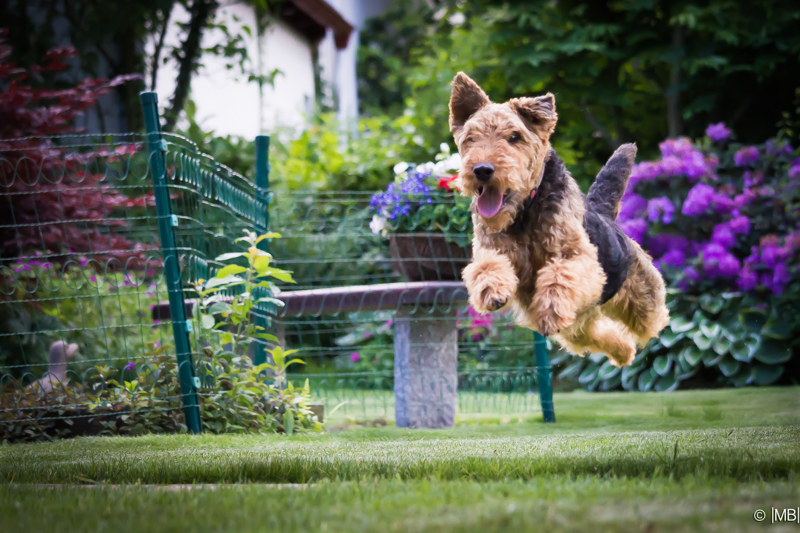 FlugHund Foto &amp; Bild apportieren, hunde, natur Bilder auf