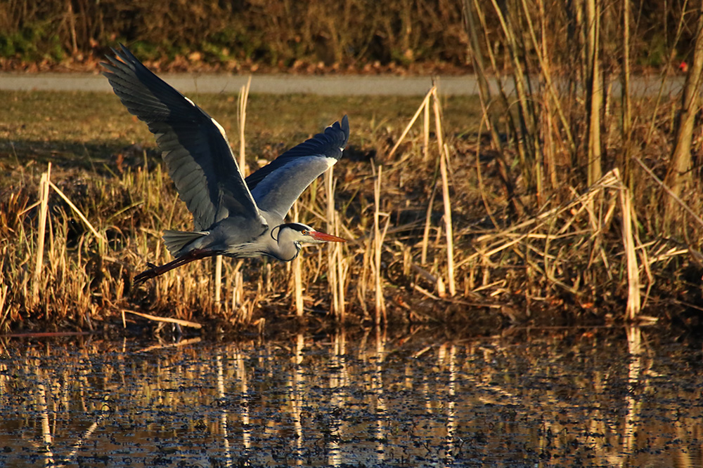 Flug im abendlichen Licht