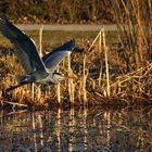 Flug im abendlichen Licht